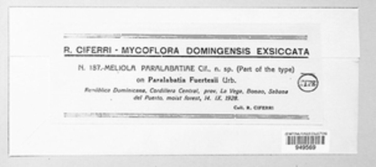 Meliola paralabatiae image